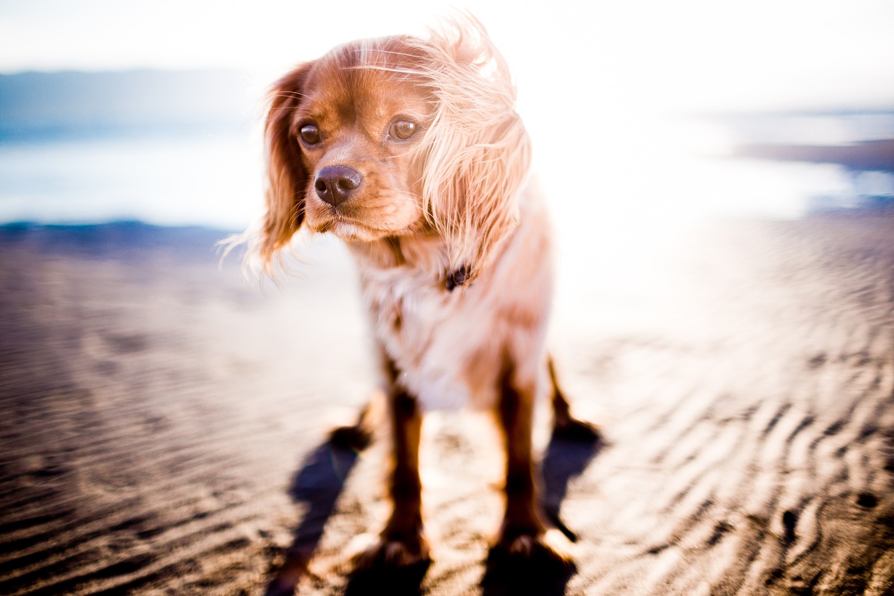 Dogs love EP's Isle of Palms rentals