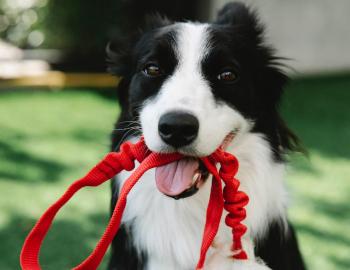Border Collie ready for a walk on the Isle of Palms 