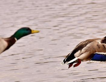 ducks in flight