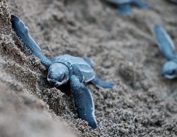 Loggerhead hatchlings on Isle of Palms