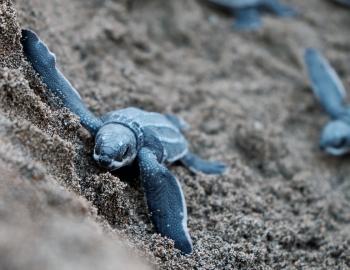 loggerhead hatchlings near our IOP vacation rentals loggerhead hatchlings near our IOP vacation rentals