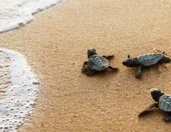 loggerhead hatching