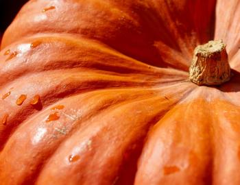 Pumpkin Patch