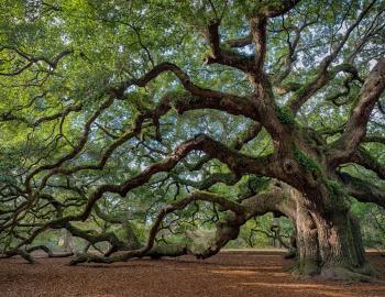 Yoga at Angel Oak