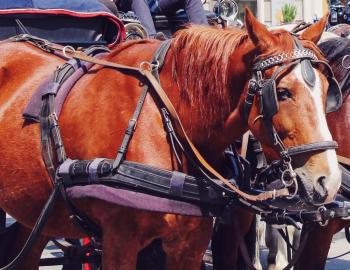 Holiday carriage rides