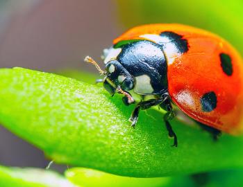 Ladybug Day
