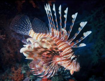 Lionfish 