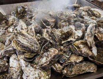 Lowcountry Oyster Festival