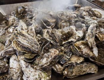 Lowcountry Oyster Roast