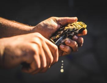 oyster roast