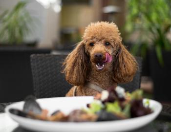 Paws on the Patio