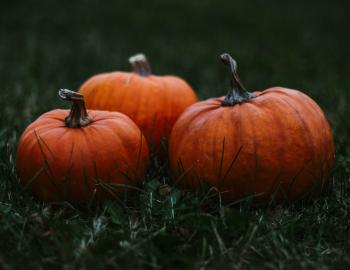 Pumpkin Patch