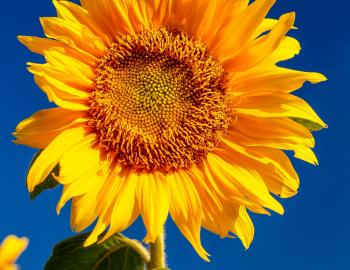 Sunflower Celebration
