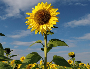 sunflower sunflower