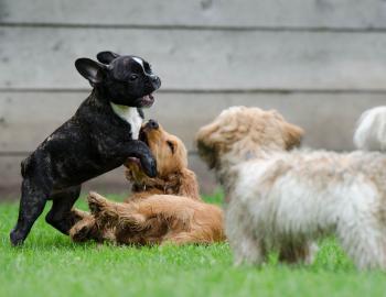 Pup Bowl