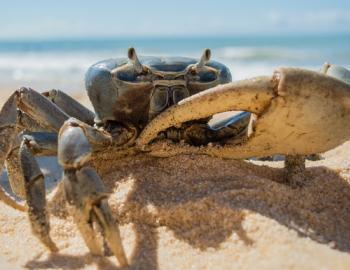 crab on beach 