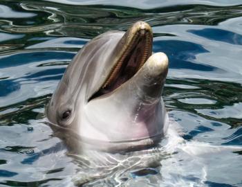 dolphin