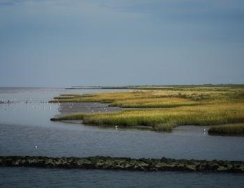 salt marsh