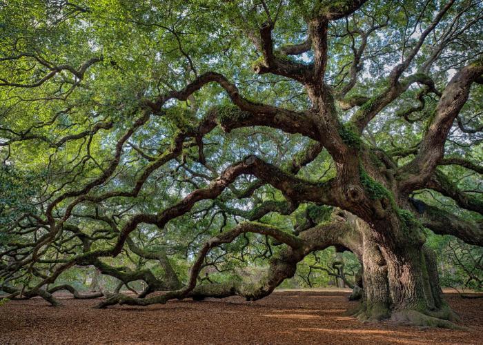Visit Angel Oak while in an Isle of Palms vacation rental