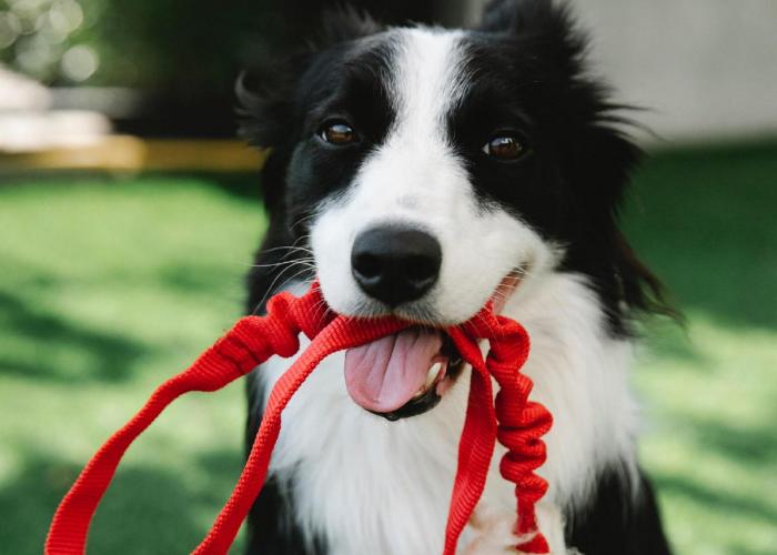 Border Collie ready for a walk on the Isle of Palms 