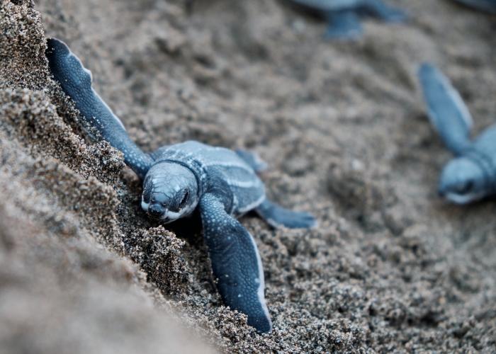 loggerhead hatchlings near our IOP vacation rentals