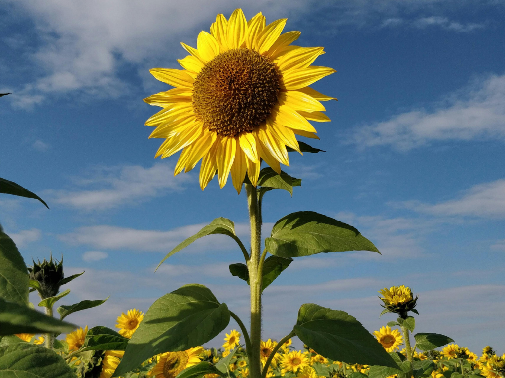 sunflower 