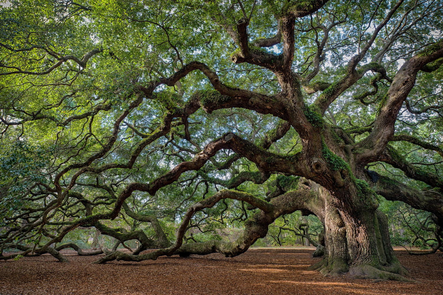 Visit the Angel Oak while here in a Charleston beach house