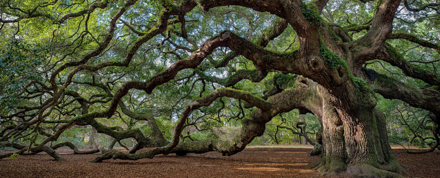 Angel Oak an easy drive from EP's Isle of Palms vacation rentals