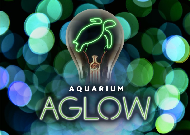 Aquarium Aglow