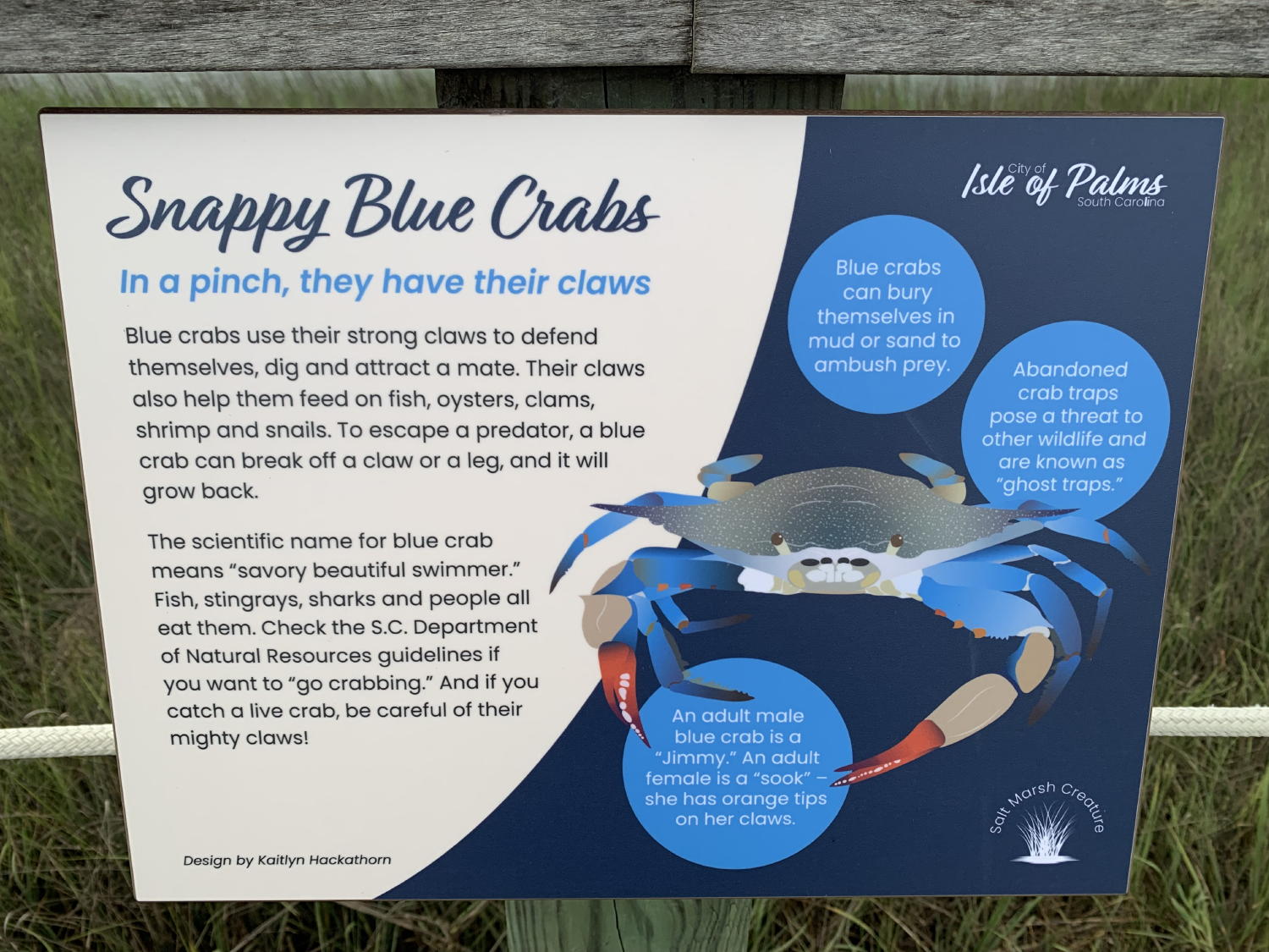 Snappy blue crabs near your Charleston beach rental Snappy blue crabs near your Charleston beach rental
