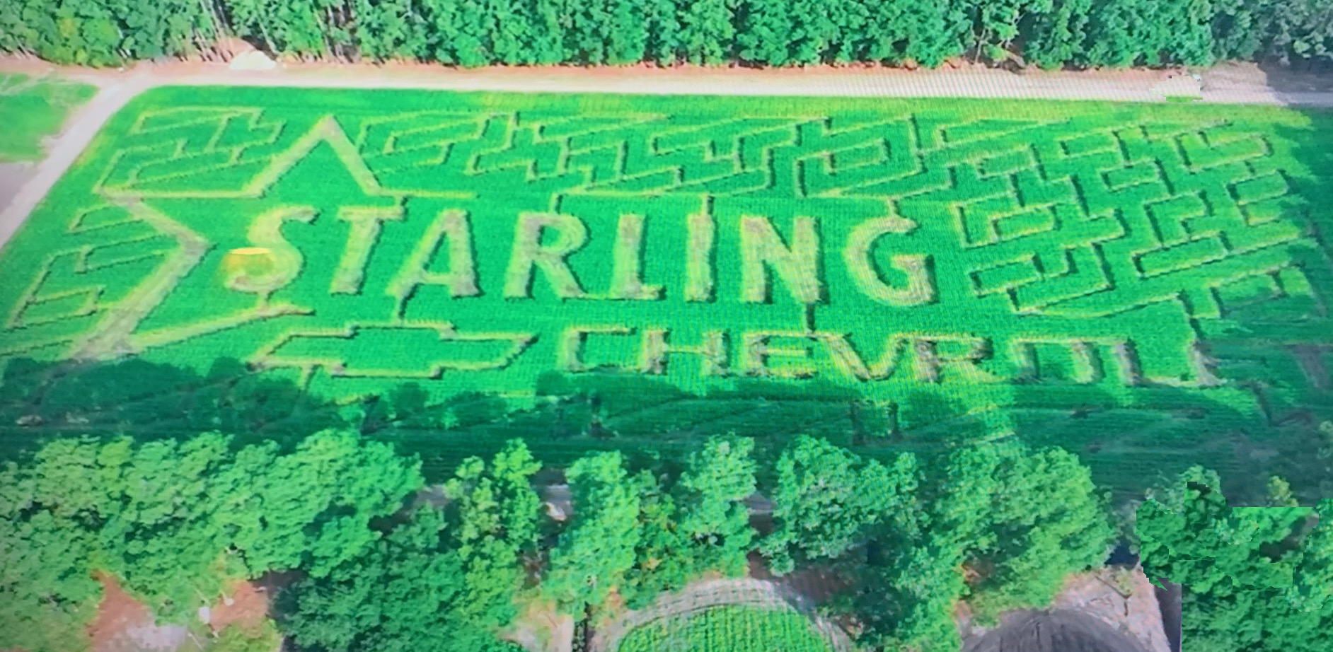 corn maze