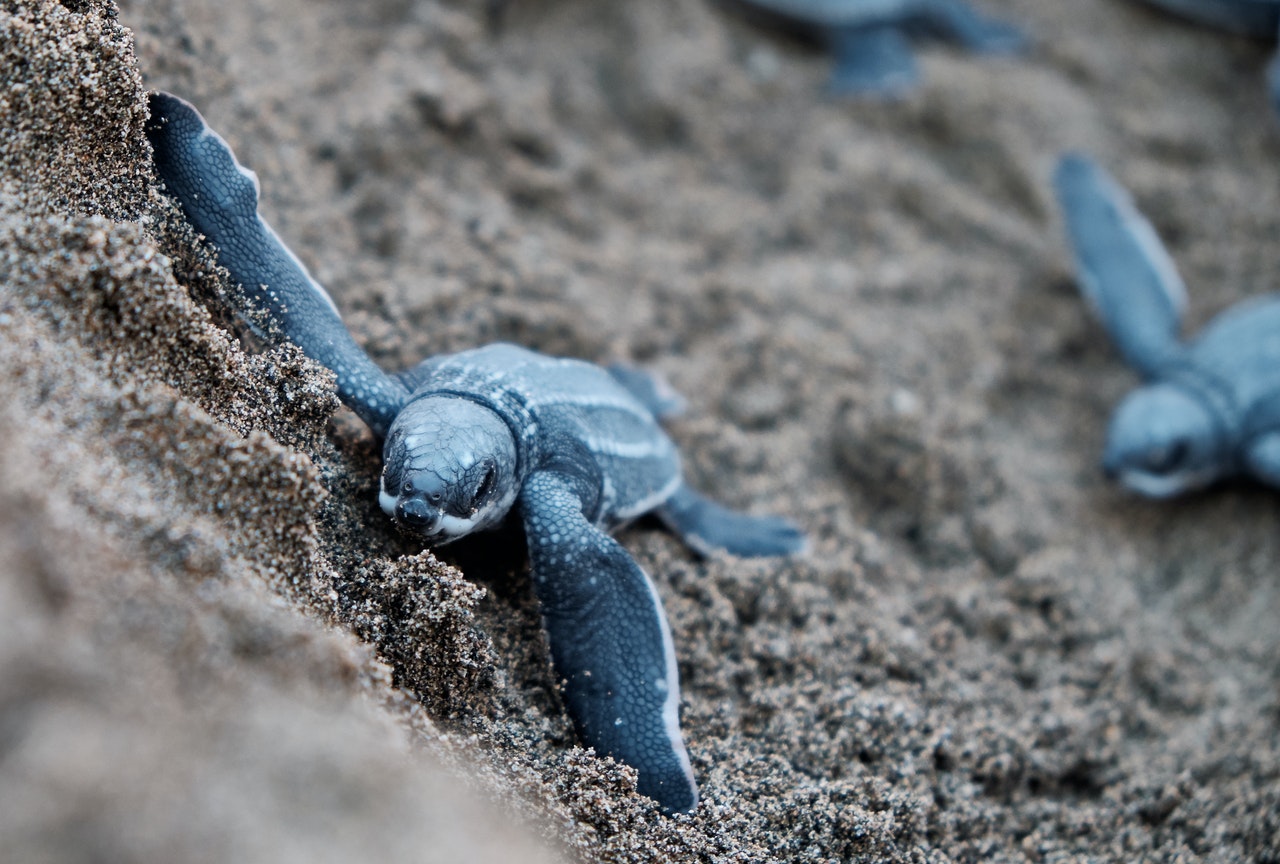 baby loggerheads near our IOP vacation rentals baby loggerheads near our IOP vacation rentals