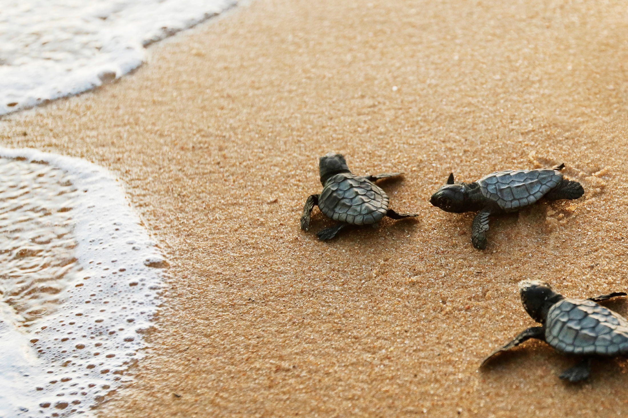 loggerheads near our Isle of Palms vacation rentals loggerhead hatchlings near our IOP vacation rentals
