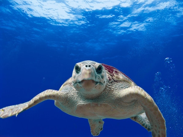 Loggerhead swimming