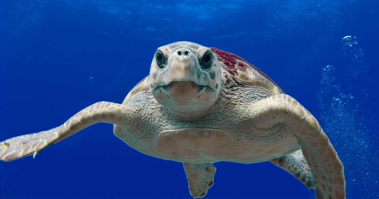 loggerhead swimming