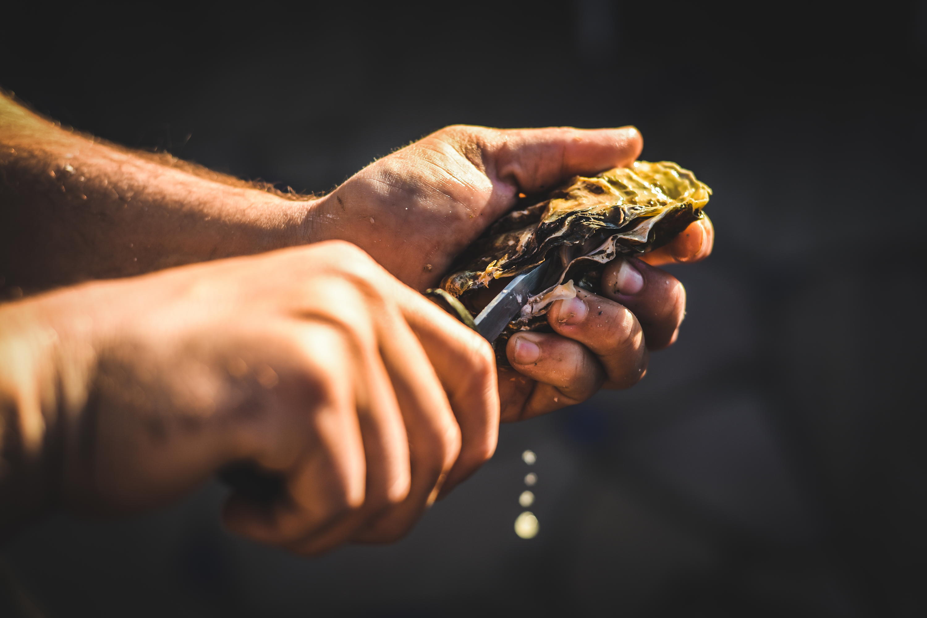 oyster shucking