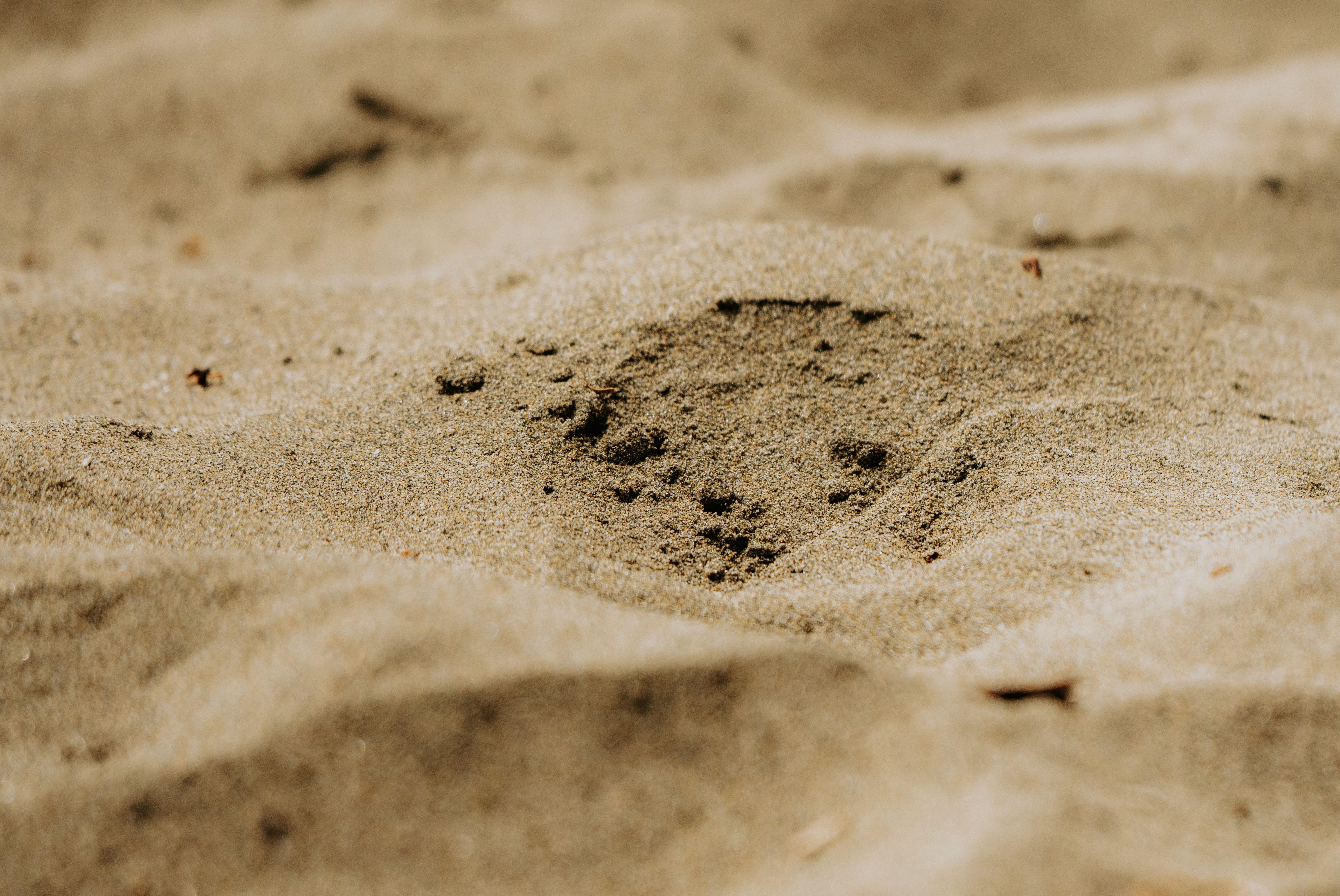 More sand coming to the Isle of Palms