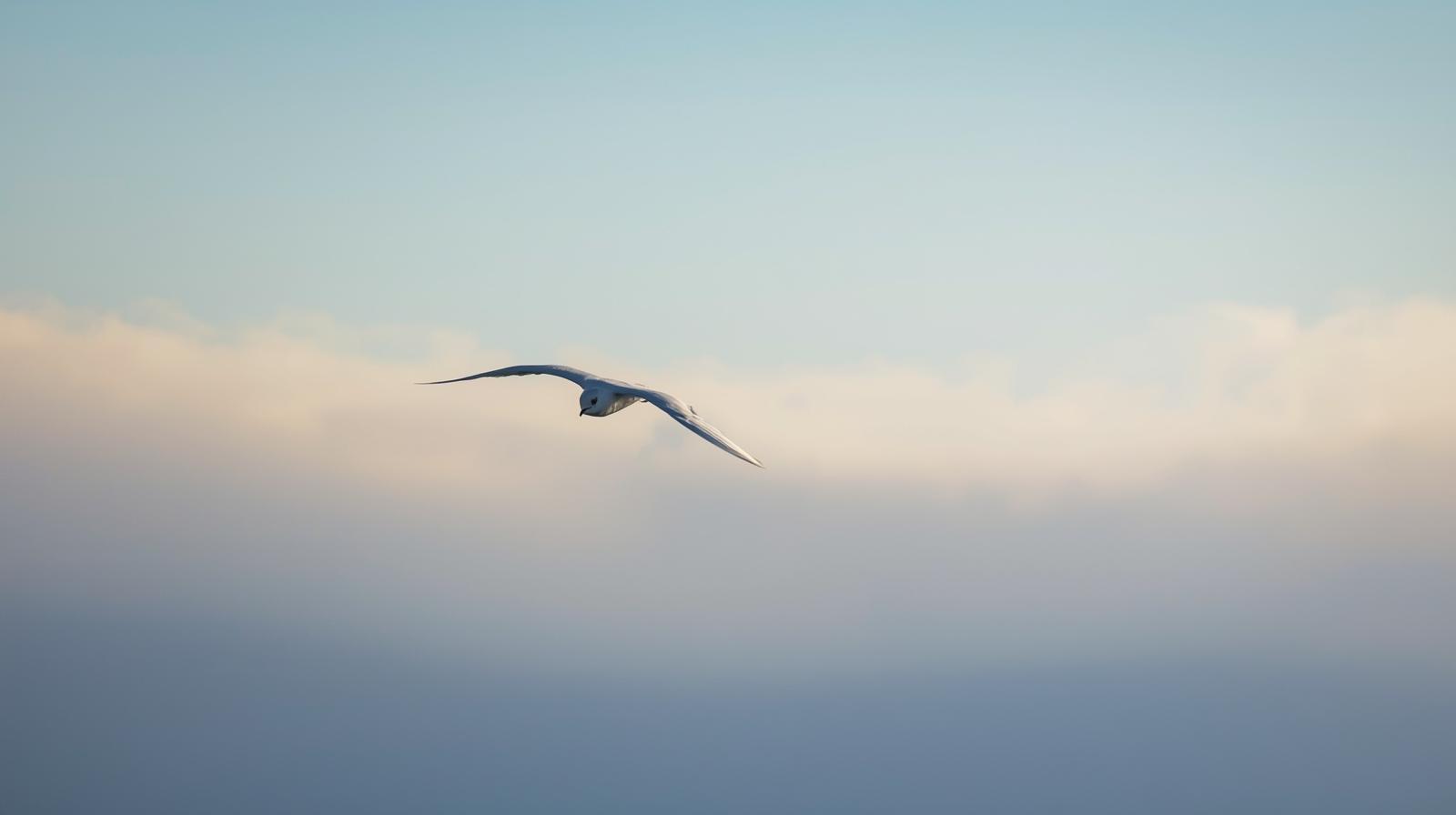 Snowbird Flying South for Winter