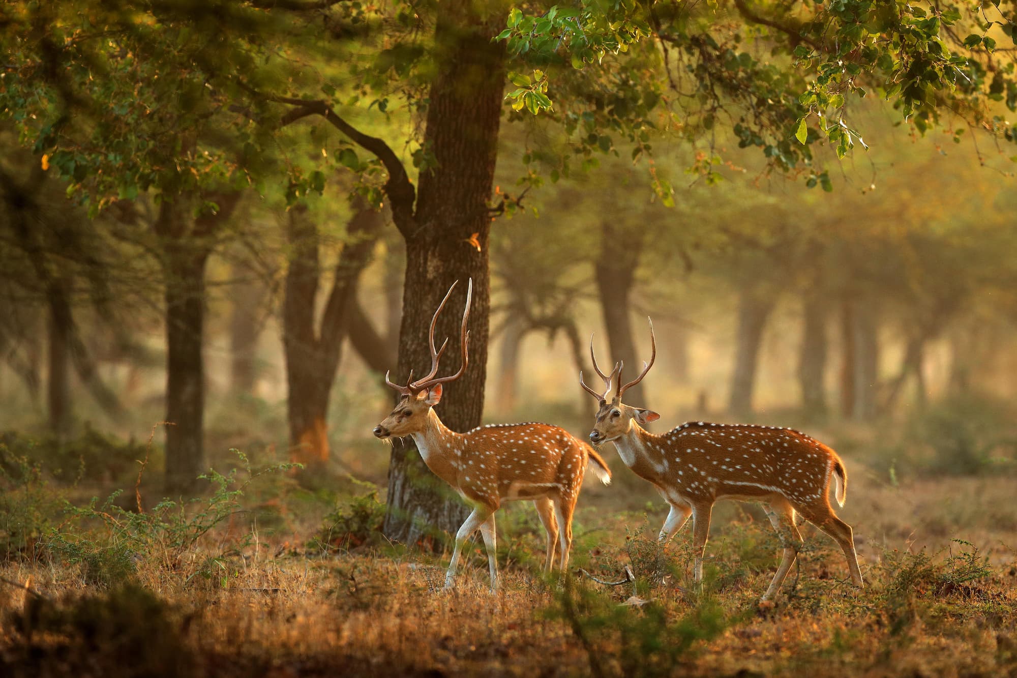 spotted deer